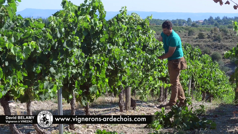 David Belamy - The choice of a cooperative and sustainable viticulture