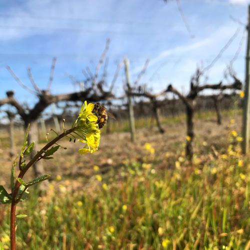 Abeille et Moutarde - Vignerons Ardéchois