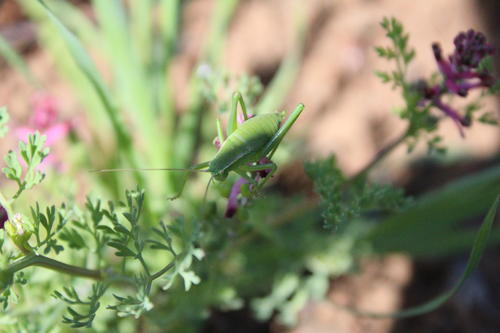 Biodiversité dans la vigne - Vignerons Ardéchois