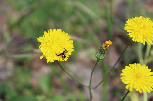 Biodiversité dans la vigne - Vignerons Ardéchois