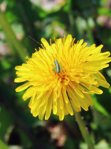 Biodiversité dans la vigne - Vignerons Ardéchois