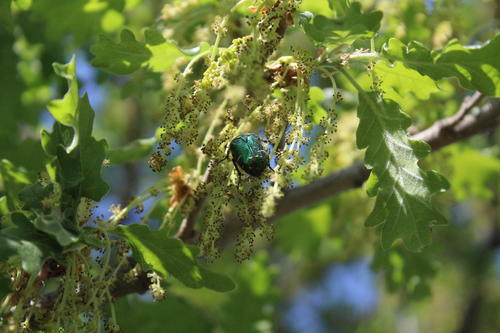 Biodiversité dans la vigne - Vignerons Ardéchois