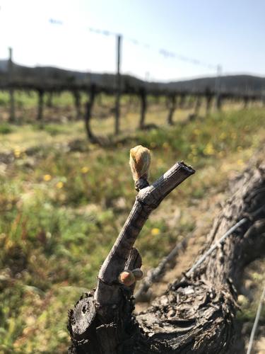 Étapes de la vigne - Les premiers bourgeons - Vignerons Ardéchois