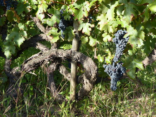 Chatus centenaire - Vignerons Ardéchois