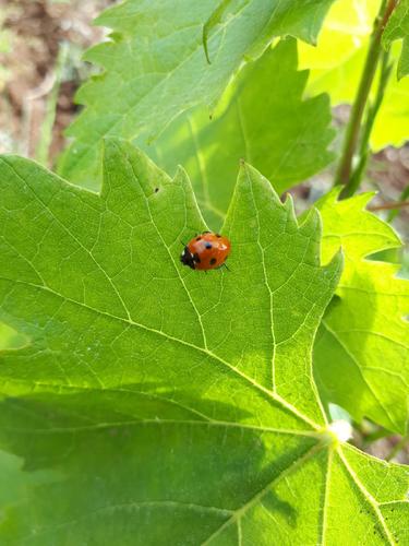 Coccinelle - Biodiversité - Vignerons Ardéchois