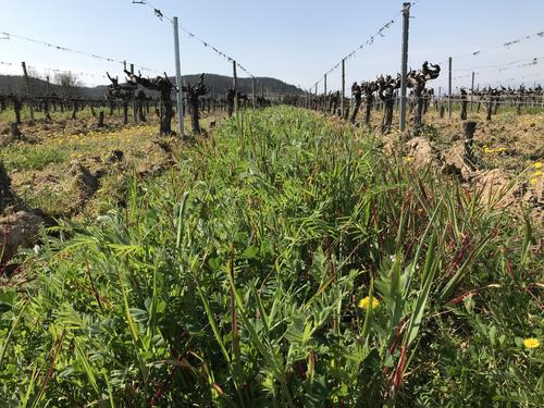 Couverts végétaux - Vignerons Ardéchois