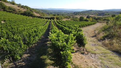 Vignes Balazuc