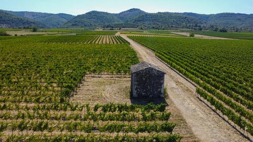 Vignoble - Domaine Terra Noé