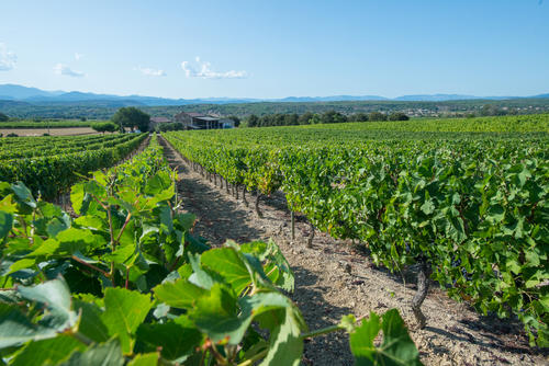 Domaine Terra Noé - Vignerons Ardéchois - ©J.F ARNAUD