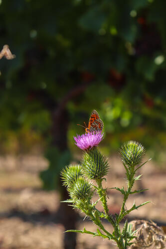 Biodiversité - Domaine Terra Noé