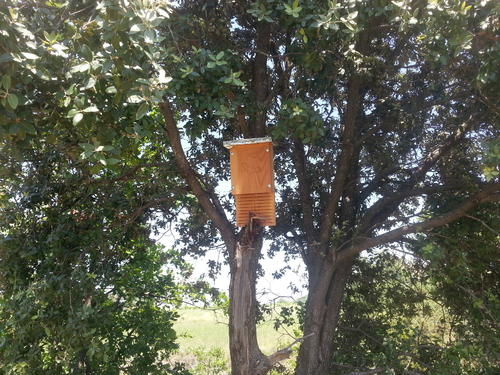 Gîte à chauve-souris installé près d'une vigne - Biodiversité - Vignerons Ardéchois