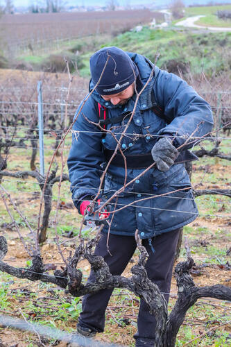 Taille - Domaine Terra Noé