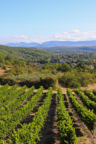 Vignes Balazuc