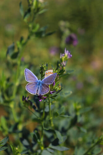 Biodiversité - Domaine Terra Noé