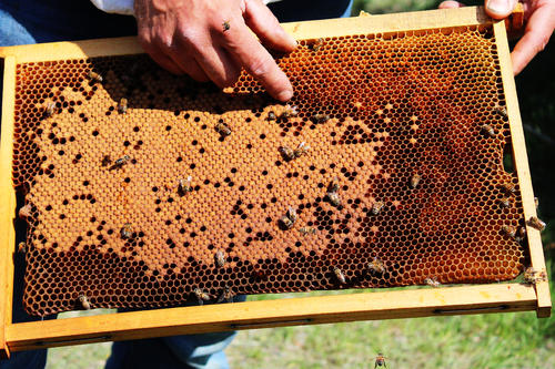 Installation des ruches connectées - Vignerons Ardéchois
