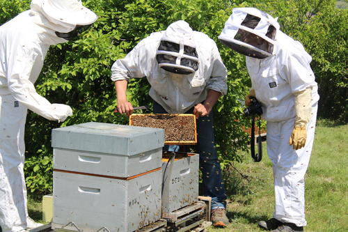 Installation des ruches connectées - Vignerons Ardéchois