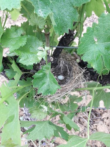 Nid dans une parcelle de Merlot - Vignerons Ardéchois