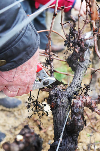Étapes de la vigne - La taille hivernale - Vignerons Ardéchois