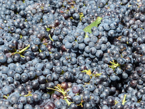 Vendange des Gamays dans les Cévennes Ardéchoises -Vignerons Ardéchois