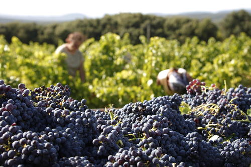 Vendange des Grenaches en Ardèche - Vignerons Ardéchois