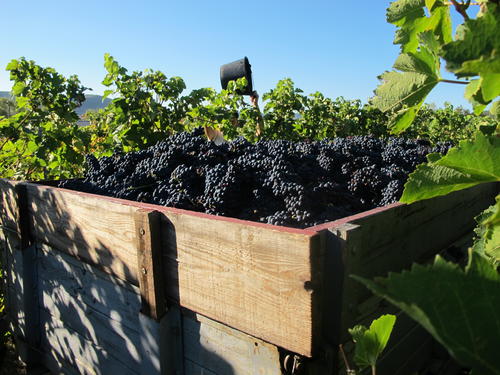 Vendanges - Vignerons Ardéchois