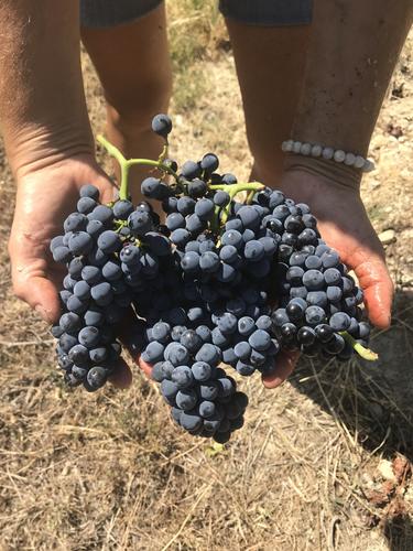 Vendanges des Pinots Noirs à Alba La Romaine - Vignerons Ardéchois