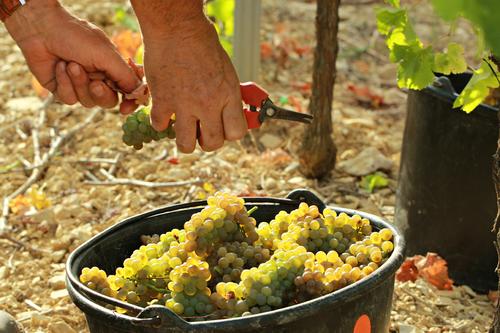 Vendanges des Viogniers - Vignerons Ardéchois ©CREAFILM07