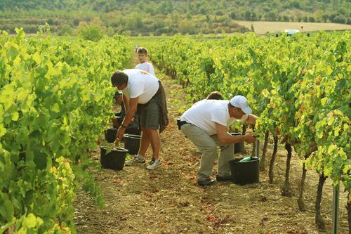Vendanges Domaine Terra Noé avec les sociétaires Ardèche Vignobles - Vignerons Ardéchois - ©CREAFILM07
