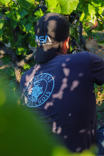 Vendanges Gamay - Cave de Rosières