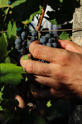 Vendanges Gamay - Cave de Rosières