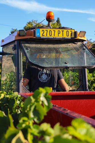 Vendanges Gamay - Cave de Rosières