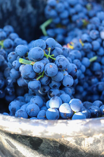 Vendanges Gamay - Cave de Rosières