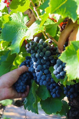 Vendanges Gamay - Cave de Rosières