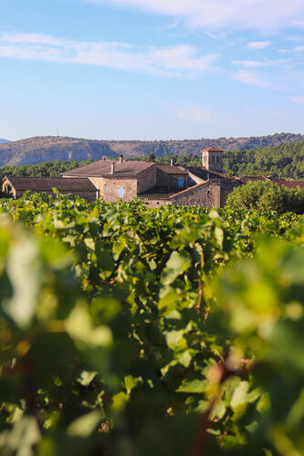 Vendanges Gamay - Cave de Rosières