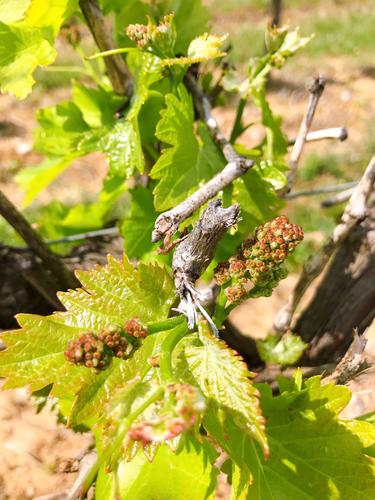 Étapes de la vigne - Les premières grappes - Vignerons Ardéchois