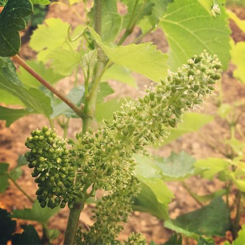 Étapes de la vigne - La vigne en fleur - Vignerons Ardéchois