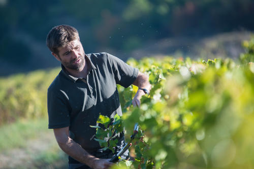 Vignerons Ardéchois - Benoit Jollivet - Valvignères  - ©JF ARNAUD