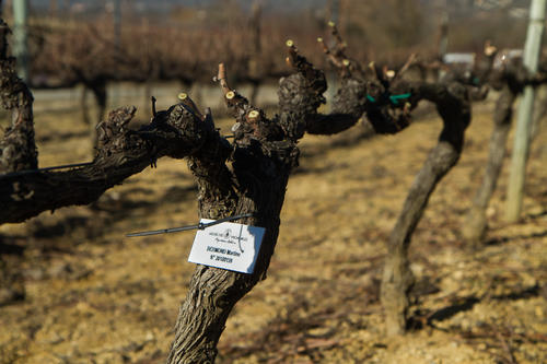 Vignes du Domaine Terra Noé, premier domaine participatif