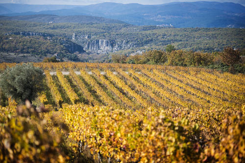 Vignes en automne - Vignerons Ardéchois - ©JF ARNAUD