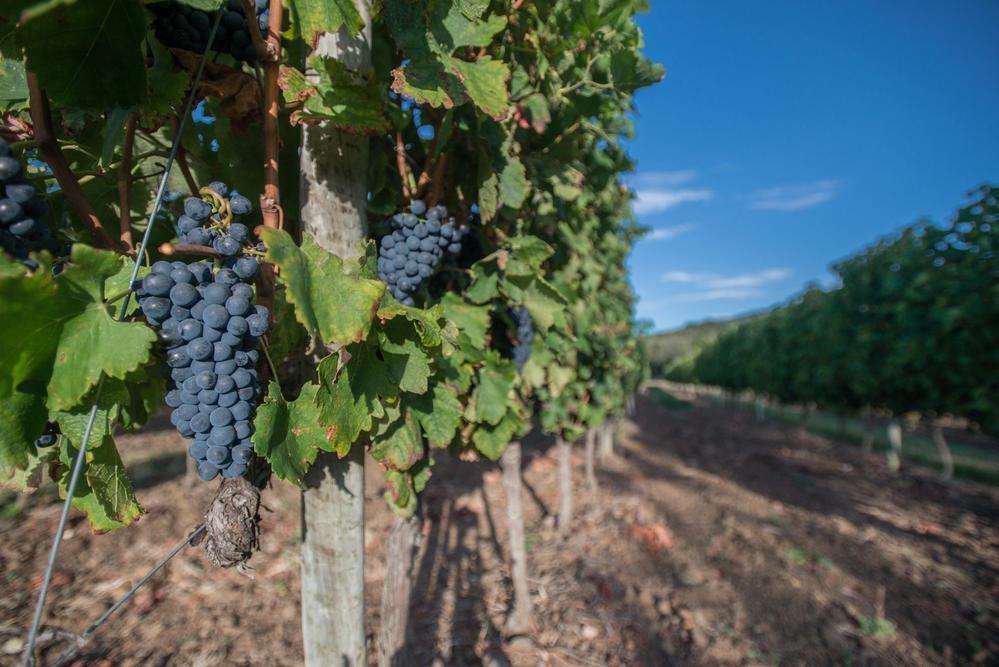 Illustration - Terroirs of basalt and gravettes