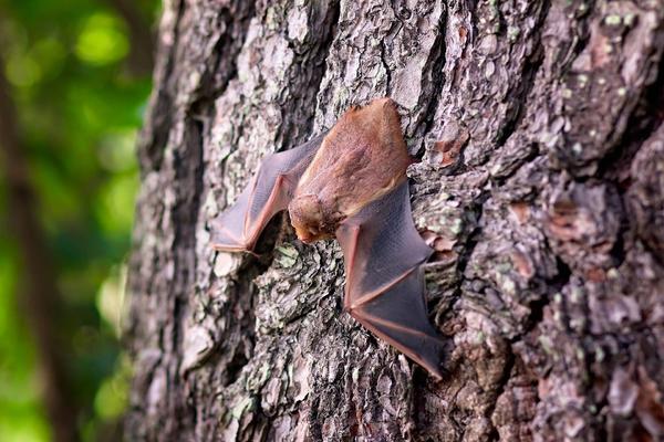 La Chauve-Souris