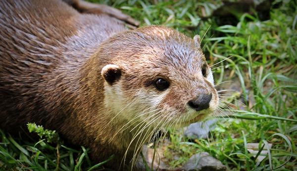 La loutre