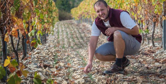 Participer à la vie du vignoble