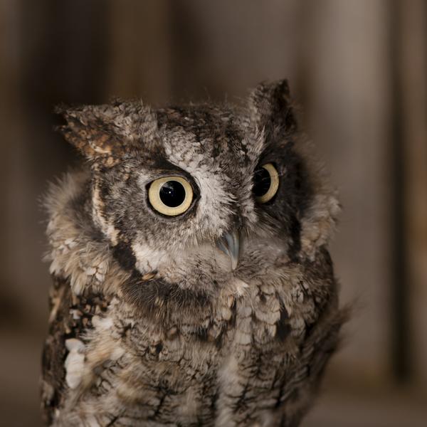 Scops owl