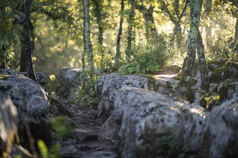 Photo d'illustration de balades de le vignoble