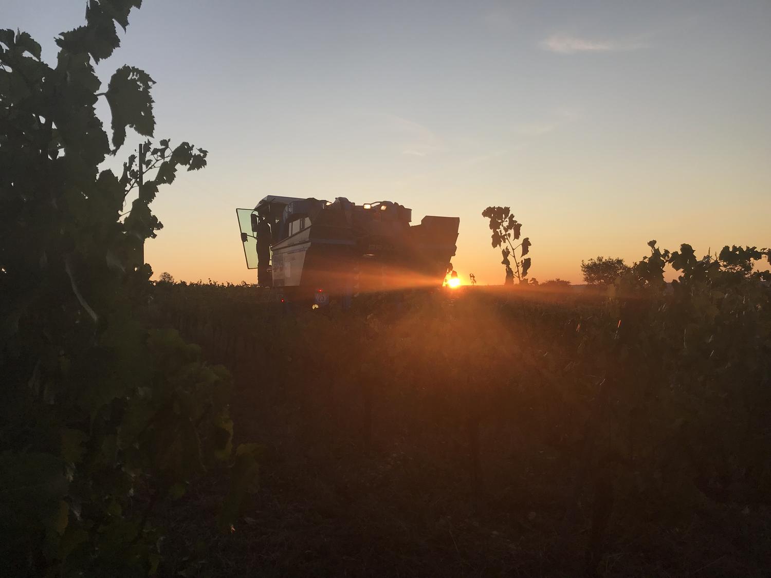 Début des vendanges pour les Vignerons Ardéchois