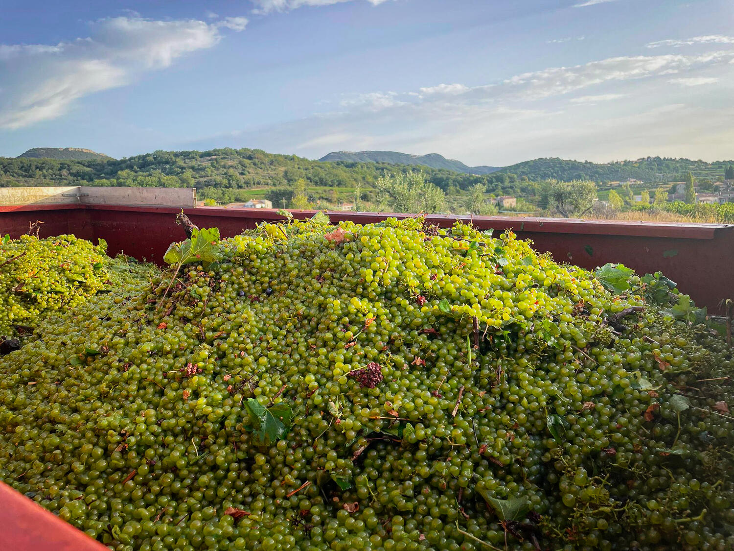 Début des vendanges