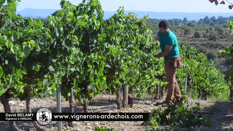 David Belamy - Le choix d'une viticulture coopérative et durable